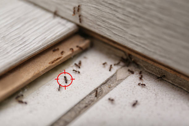 Best Termite Control Services  in Charlotte, TX