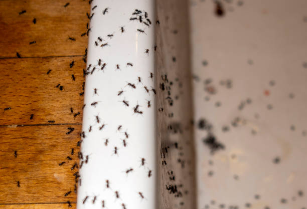Best Exterminator Services  in Charlotte, TX