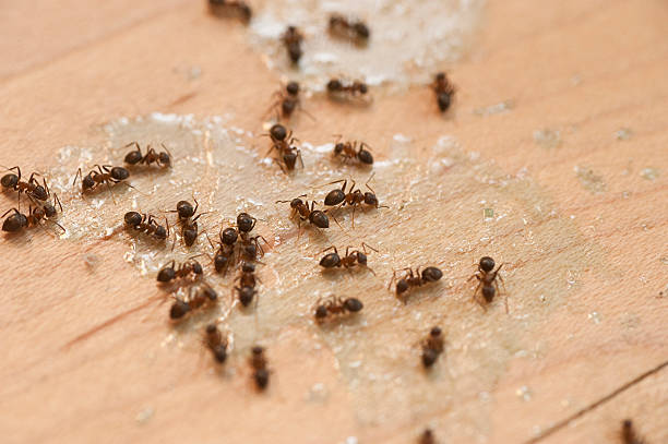 Best Best Pest Control Companies  in Charlotte, TX